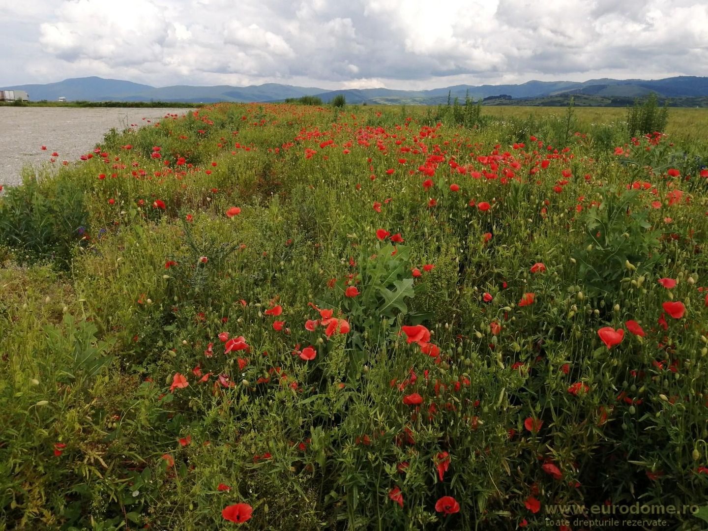 Teren la DN Brașov-Tărlungeni - Poză 7