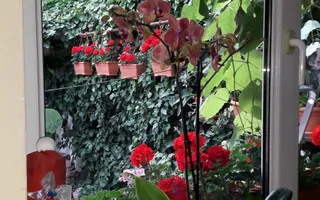 Casă individala cu etaj, având 2 apartamente separate în Timișoara - Poză 11
