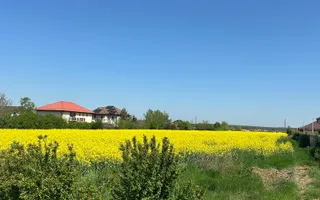 Teren intravilan 26.300 mp Saftica Balotesti - PUZ în lucru - Poză 21