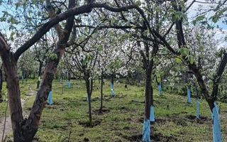 Vila 9 camere***gradina cu pomi fructiferi//1085 mp teren***Dragomiresti-Deal - Poză 21