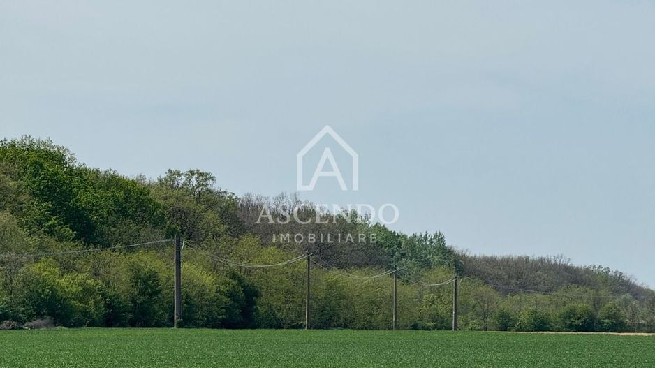 Vanzare teren 7.000 mp – Buftea, zona Tămași | lângă pădure - Poză 2