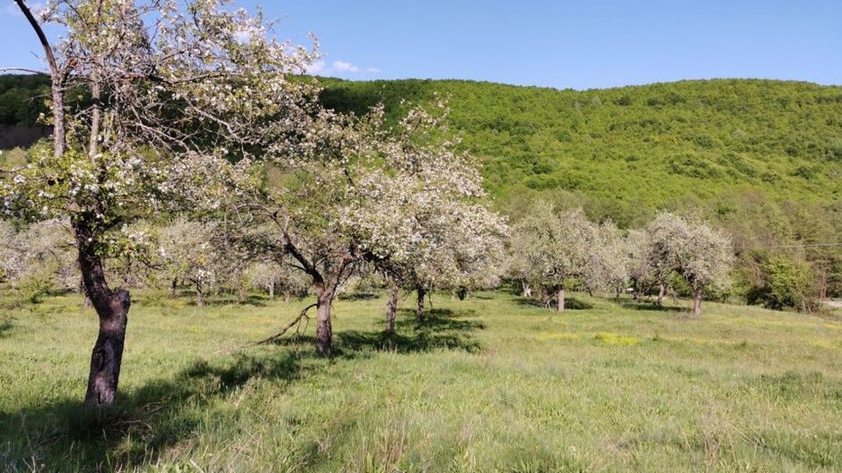 Teren 680mp Budeasa Mica, AG - Poză 7