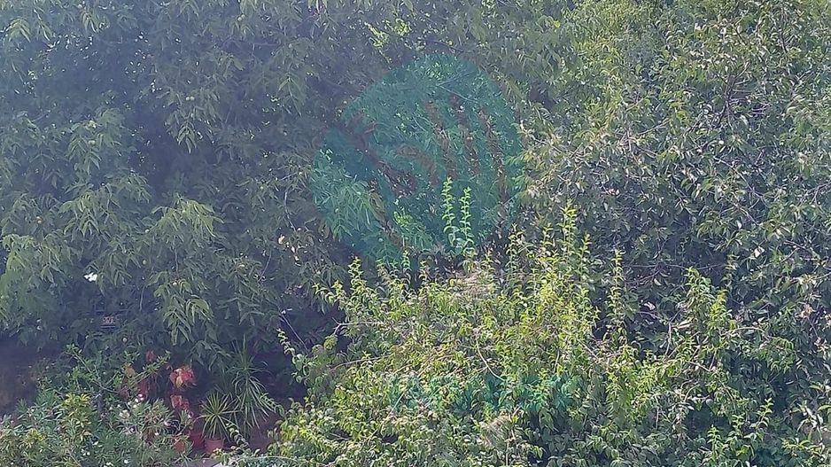 Teren constructii intavilan de 600 mp, Popesti-Leordeni - Poză 3