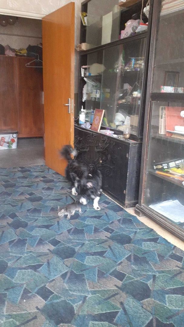 De vanzare – Apartament 4 camere | Piata Victoriei – Titulescu - Poză 3