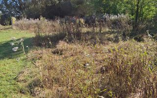 Teren de vanzare Daia Noua - Poză 1