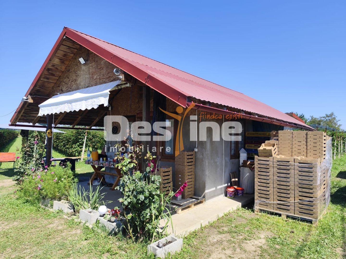 Plantatie de Muri Baicoi 10.000 mp Afacere la cheie! - Poză 6