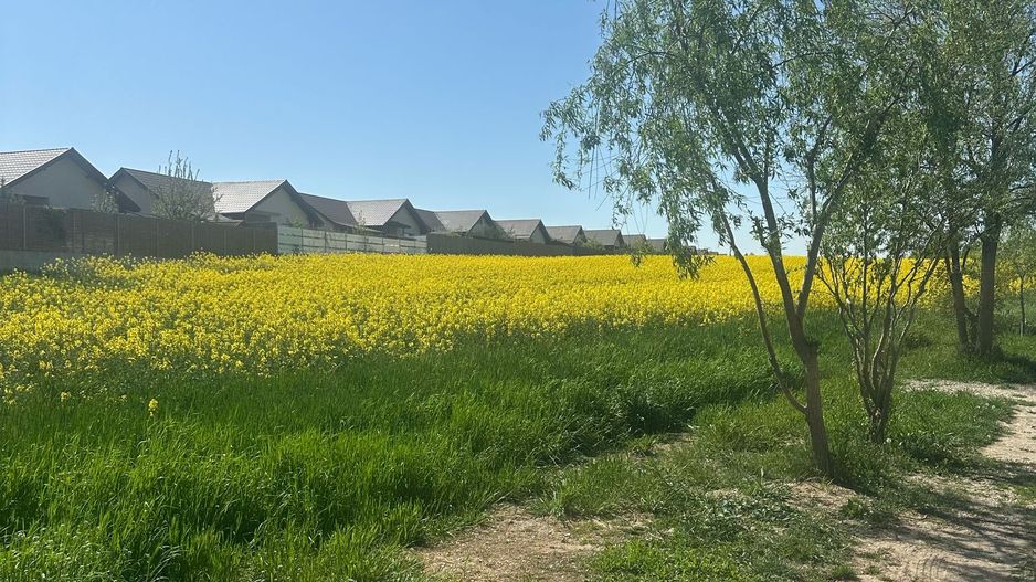 Teren intravilan 26.300 mp Saftica Balotesti-  PUZ în lucru - Poză 17