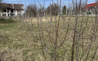 Teren intravilan de vânzare în centrul comunei Bârnova, Iași - Poză 5