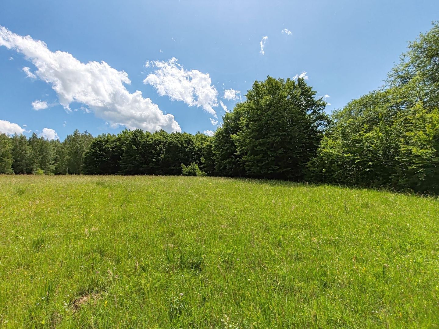 2,6 HA TEREN EXTRAVILAN FANEATA, in Muntii Apuseni, Negreni, jud. Cluj - Poză 3