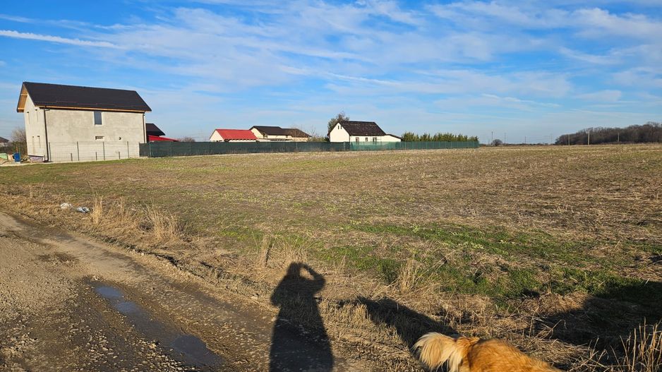 Vand teren cu suprafata de 26.000mp intravilan in Cornetu - Magurele - Poză 2