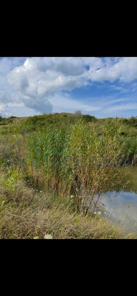 De vanzare teren in comuna schitu duca cu iaz de peste si salcami - Poză 4