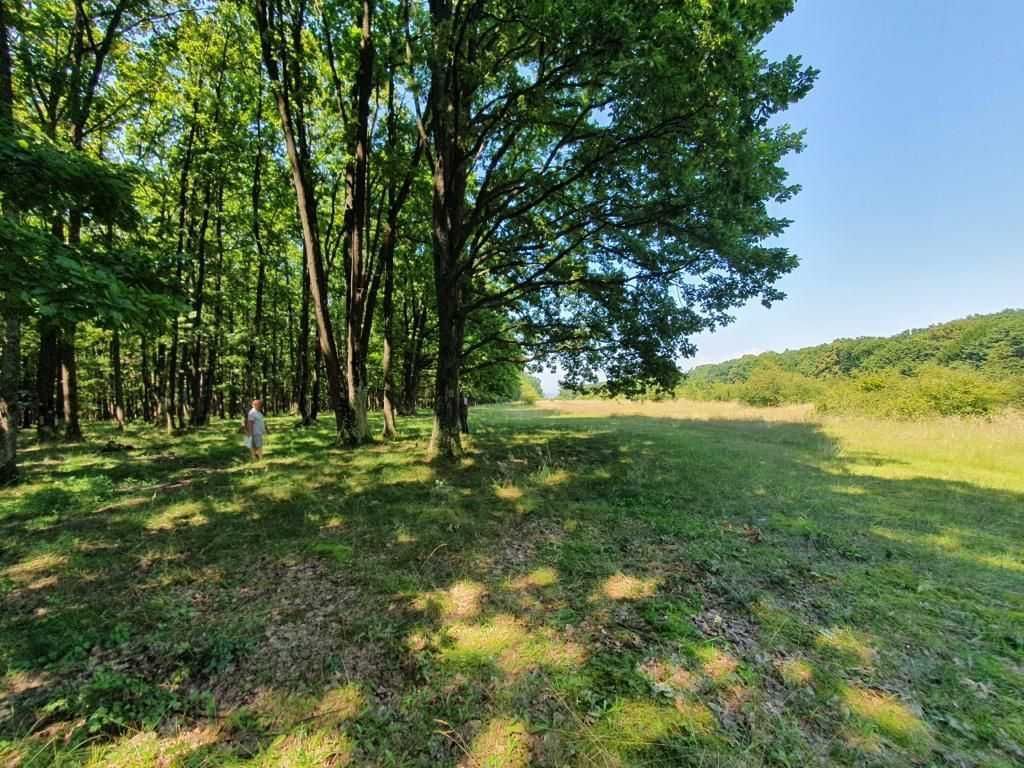 Padure stejar Prahova L328 - Poză 3