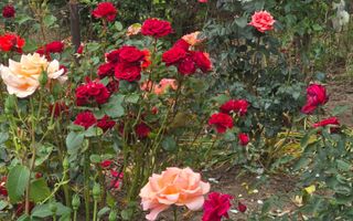 Apartament 2 camere/ zona Tractorul - Poză 17