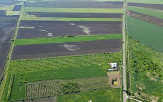 Livadă de nuci și pruni 2.4ha în Variașul Mare - Poză 17