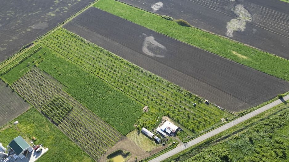 Livadă de nuci și pruni 2.4ha în Variașul Mare - Poză 20