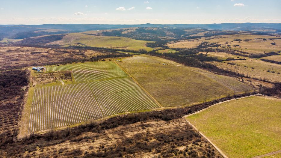 Plantație Bio de mure și zmeură  26,4 ha în Lipova - Poză 8