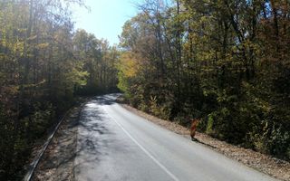 TEREN INTRAVILAN ÎN PĂDURE LA VĂRBILA - PRAHOVA – COMISION 0% - Poză 6