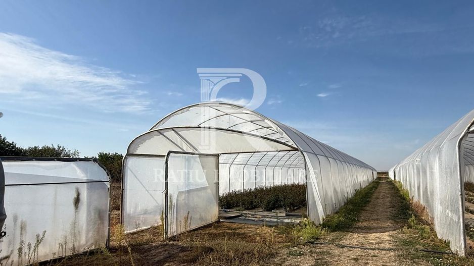 Teren intravilan agricol | 7029 mp | Satu Nou | Bihor - Poză 13