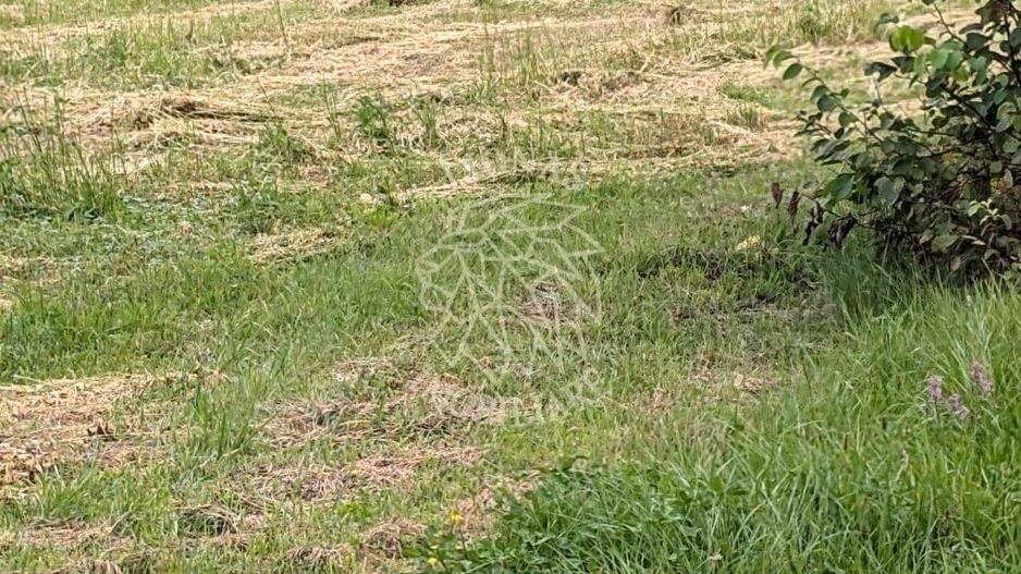 Teren intravilan 7727 mp-Parcelabil-utilitati-Bistrita Bargaului - Poză 2