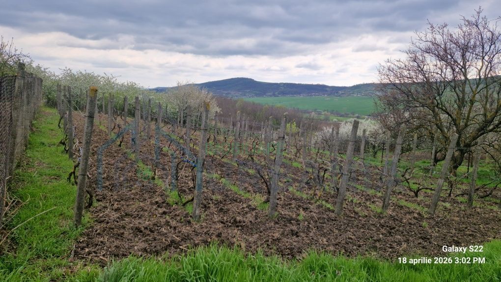 Teren de vanzare, Bohotin, Raducaneni, 1100 mp - Poză 3