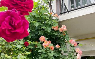 Casa cu 4 camere,237mp,zona strada Lunga - Poză 14