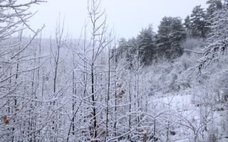 Teren cu izvor de apă minerală  Dangești, Punctul Valea Mare - Poză 31