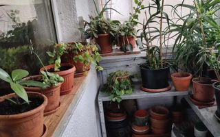 Apartament 4 camere Steaua etaj 1 - Poză 10