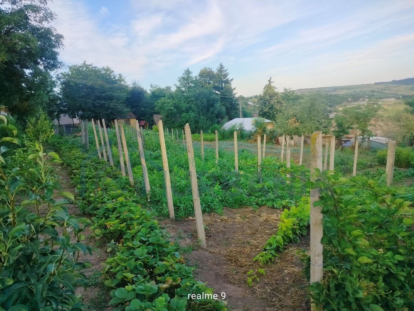 Teren intravilan de 1550 mp în localitatea Buznea, strada Corneliu Coposu - Poză 3