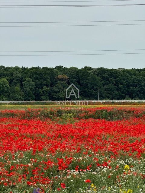 Teren 8.500 mp Corbeanca Ostratu | Lângă Pădure | 30 €/mp - Poză 2