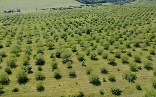 Teren Agricol, 11 HA, Bulăiești, Orhei - Poză 4
