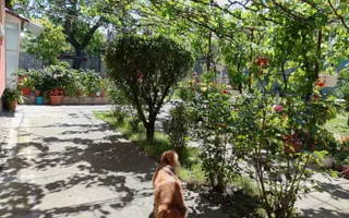 Casa de vanzare in Vladimirescu in zona primariei. - Poză 50