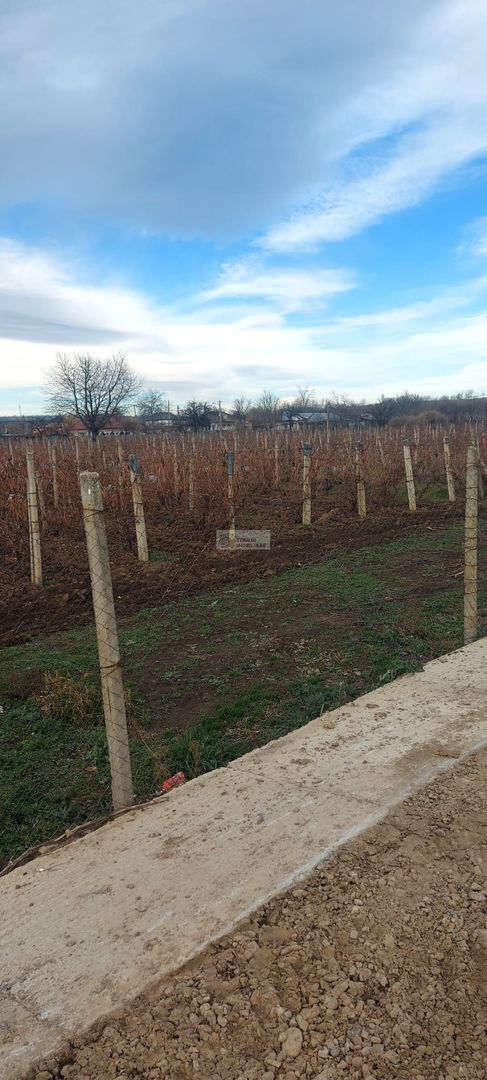 Teren/Loc de casa/Tamboesti - Poză 1