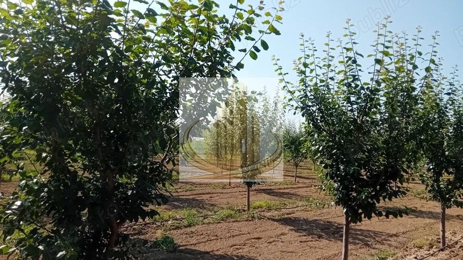 Vand/Schimb Livada Belint 16000mp - Poză 1