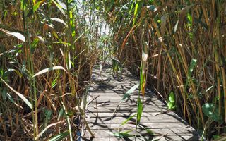 Vila 6 camere-teren 1800mp-Snagov Izvorani-lac - Poză 19