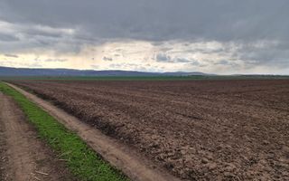 Teren 10,000mp Bacau / Strada Alexandru Safran - Poză 15