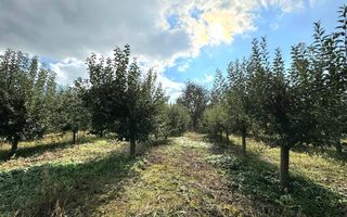 Livada+gradina, teren intravilan 2902mp, Damienesti-Bacau, comision 0 - Poză 3