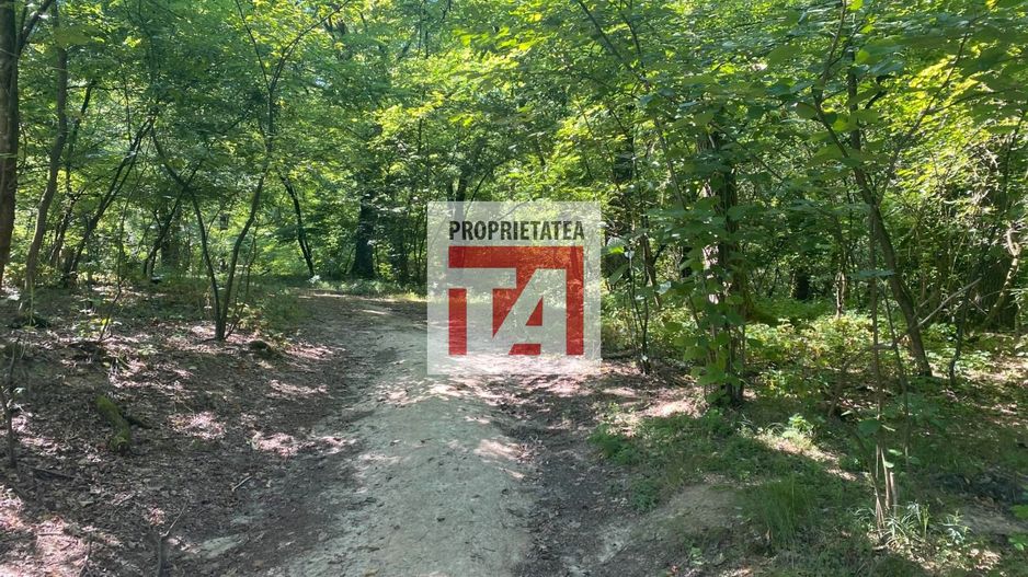 Padure Lapusel 48 ari - Poză 5