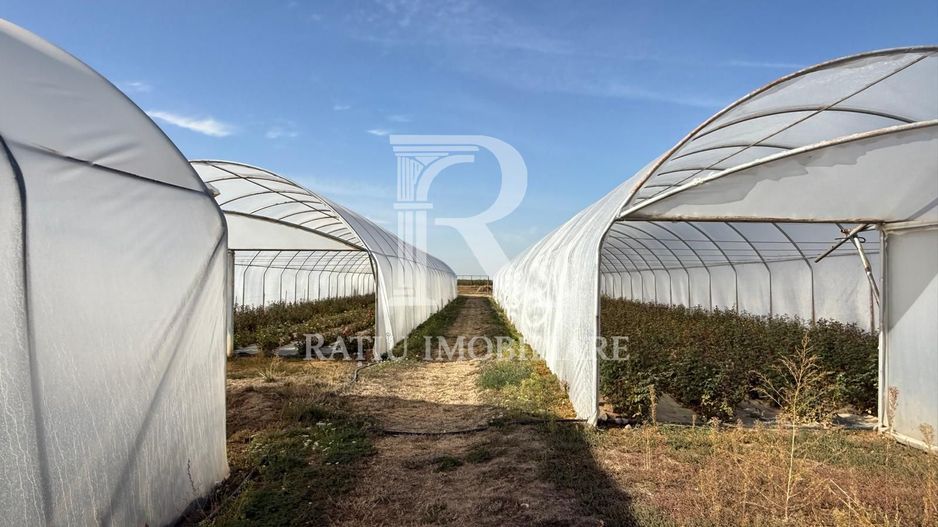 Teren intravilan agricol | 7029 mp | Satu Nou | Bihor - Poză 11