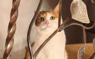 Lux si rafinament modern. Ferventia, aproape de padure. COMISION ZERO! - Poză 7