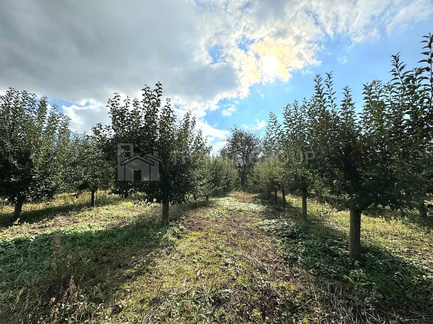 Livada+gradina, teren intravilan 2902mp, Damienesti-Bacau, comision 0 - Poză 3