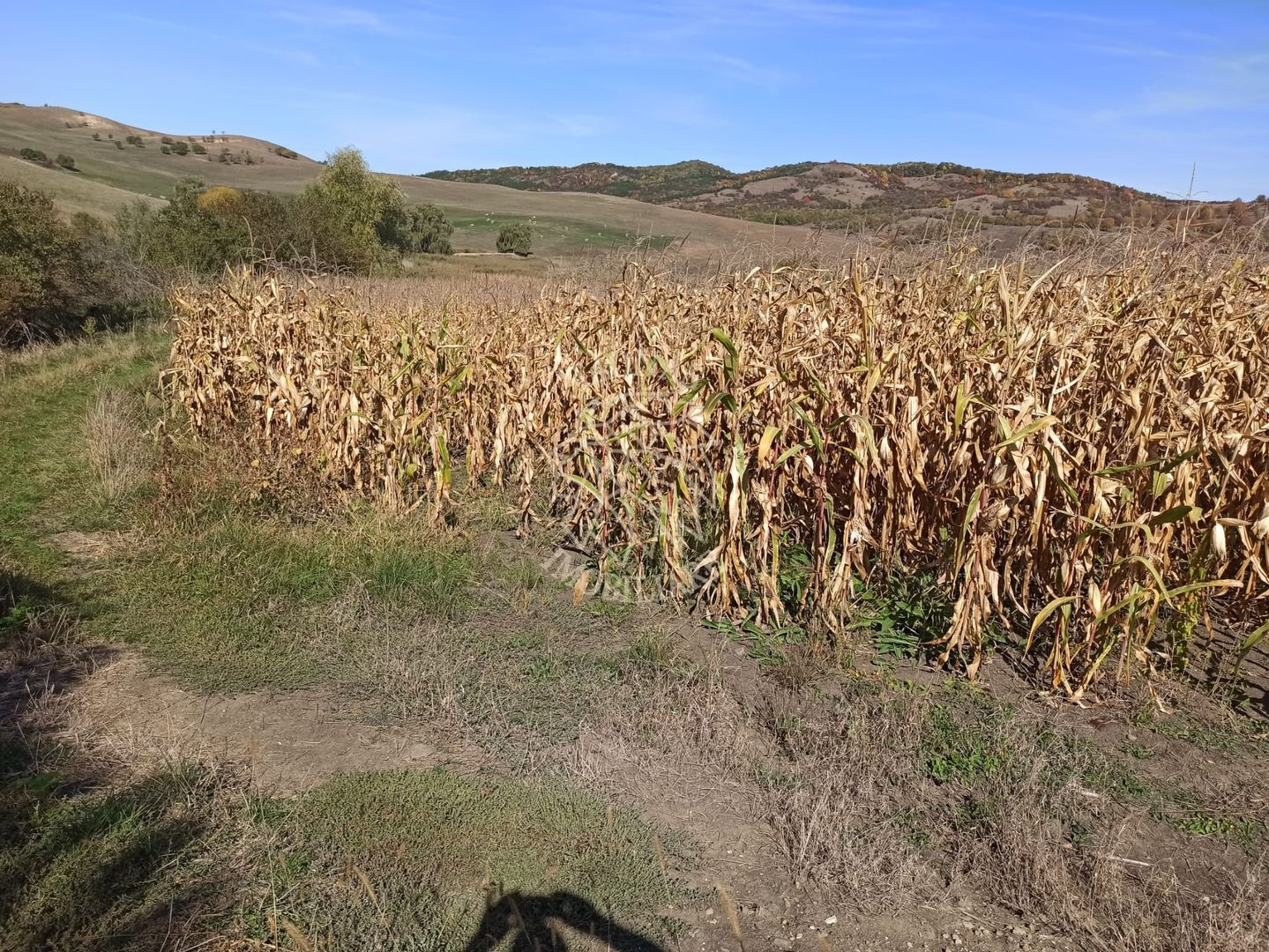 Teren 1,99 Ha la DJ-ideal agricultura, piscicultura, cabane, lac-Teaca - Poză 4