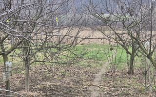 Casa cu teren 4000 mp in Bogei, Bihor - Poză 6