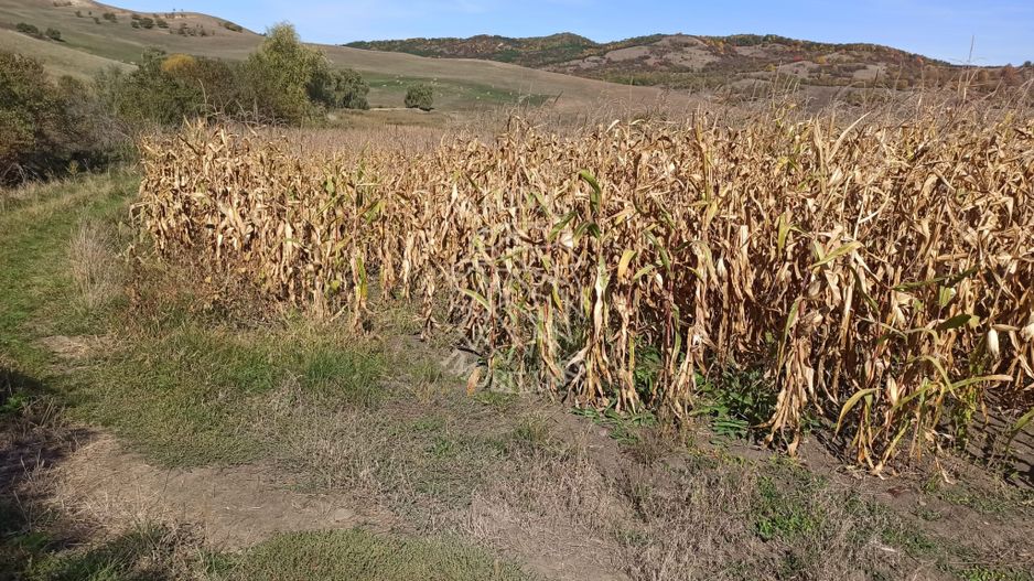 Teren 1,99 Ha la DJ-ideal agricultura, piscicultura, cabane, lac-Teaca - Poză 4