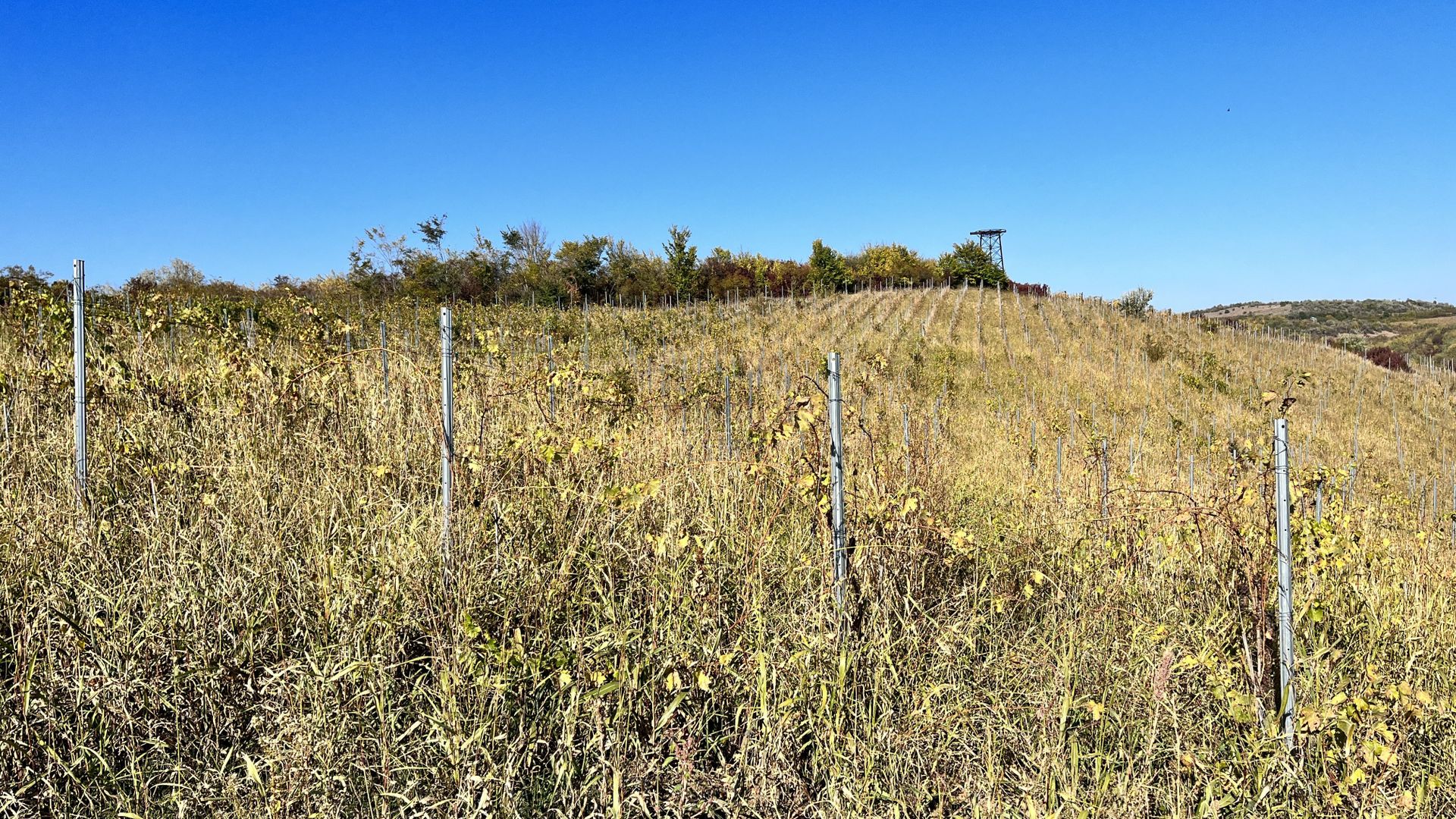 14Ha podgorie, livada pomi fructiferi, si conac 3000mp - Poză 15