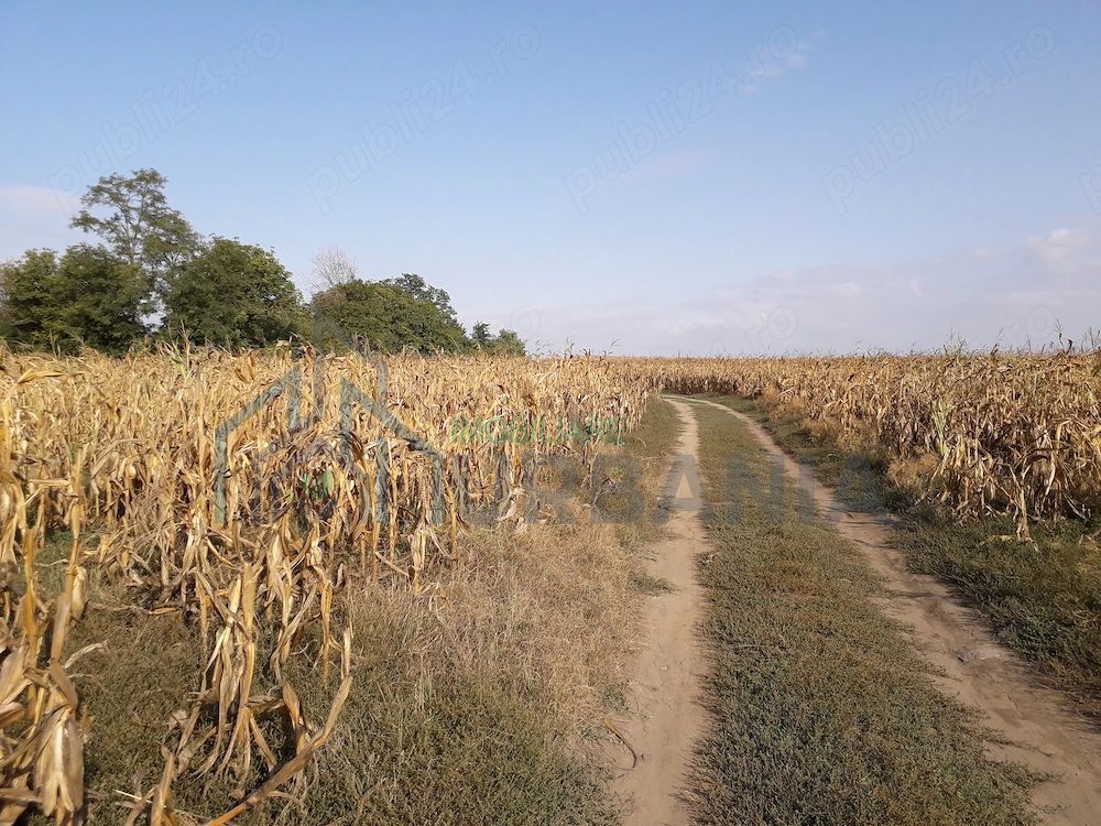 Teren intravilan 5.000 mp în Budăi, Podu Iloaiei – Oportunitate pentru dezvoltatori - Poză 2