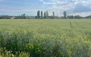 🏡 TEREN INTRAVILAN DE VÂNZARE – PIANU DE JOS, ALBA | 1.450 MP - Poză 2