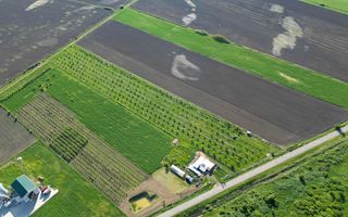 Livadă de nuci și pruni 2.4ha în Variașul Mare - Poză 20