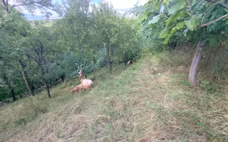 CASA 3 CAMERE TEREN 7770 MP BOTENI ARGEȘ - Poză 29