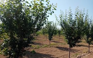 Vand/Schimb Livada Belint 16000mp - Poză 13
