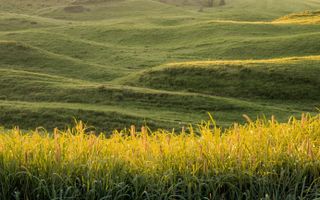 Vanzare Teren Extravilan Arabil, Pășune Chesint, Zabrani Arad, 48.86ha - Poză 5